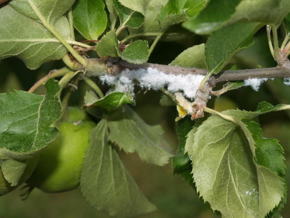 AphID - Eriosoma lanigerum